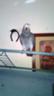 Timneh African Grey w/ large cage