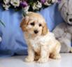 Several breeds now available! See link in this ad to our website.