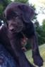 AKC female lab puppy