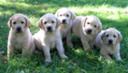 Fox Red &Yellow AKC OFA LABRADOR RETRIEVER PUPPIES WITH 2 YEAR H