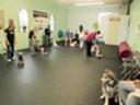 Next Classes Start June 26 (Tricks) June 27 & June 29 (Obedience)