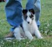 AKC Sheltie Puppies