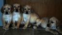 Akc english labrador puppies! Light red females and male 2 year guarantee