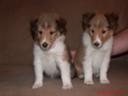AKC Sheltie Pups