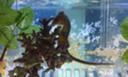SEA HORSES