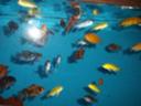 CHICLIDS CHICLIDS CHICLIDS