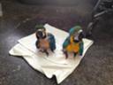 BABY BLUE N GOLD MACAWS
