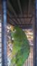 BLUE FRONT AMAZON GREAT TALKER